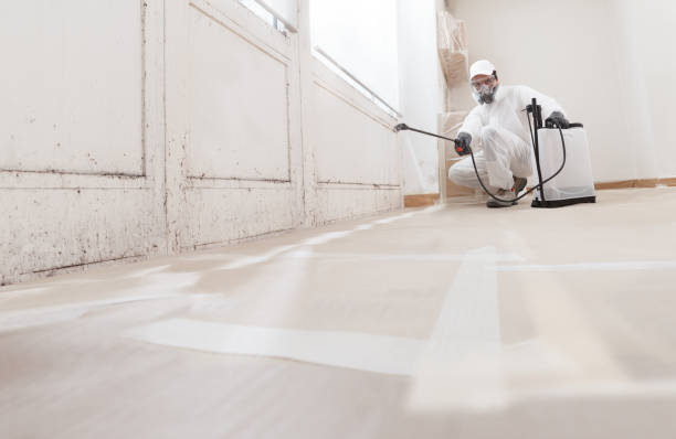 Black mold remediation team in Honor